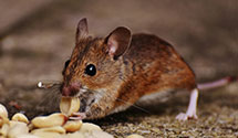 24 Hour & Emergency Exterminators in Riverside, PA